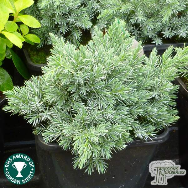 Buy Juniperus squamata 'Blue Star' online from Jacksons Nurseries